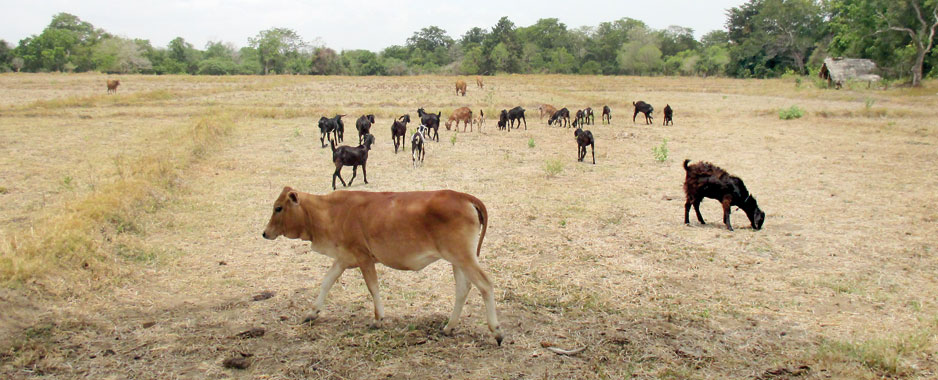 Rice-growing period in peril without seasonal rains