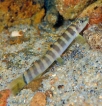 New native freshwater fish found in Suriyakanda stream