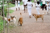 Infected dog  trips up rabies-free campaign
