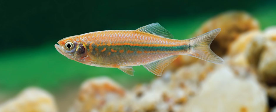 Four new species of Devario discovered in Sri Lanka