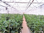 CIC Group ventures into greenhouse farming