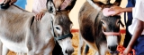 Mannar’s donkey  buddies