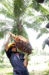RPCs a challenge to oil palm opponents