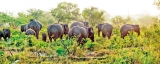 Jumbo boost for tourism