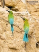 Colourful little heralder of the migratory season