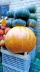 Giant pumpkins and fresh  food  in Polish street markets