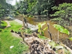 This section of Hamilton Canal drowning in neglect and disrepair