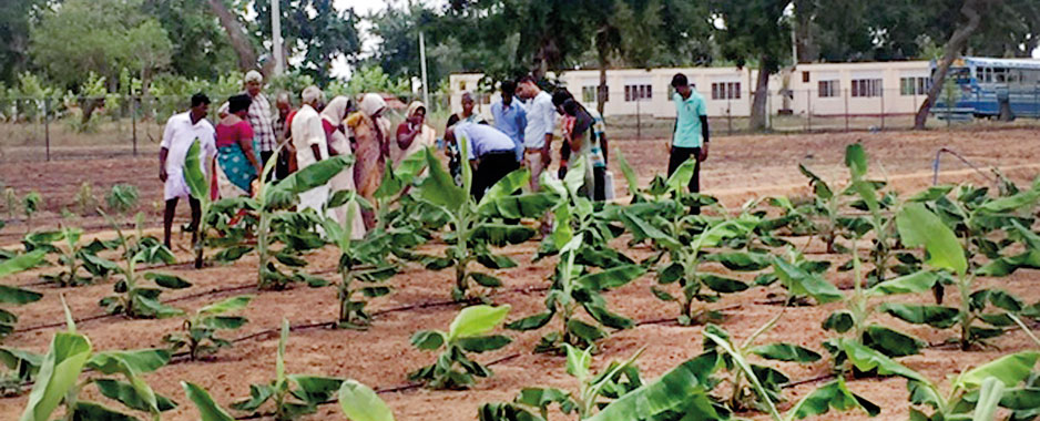 Drip irrigation could trickle down relief to parched dry zone