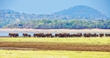 ‘The Gathering’ – One of the world’s greatest wildlife spectacles