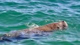 Rare sighting: Five live dugongs