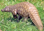 Pangolins for a mess of pottage