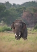 The ignoble end of an iconic tusker