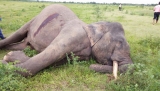 Another tusker killed