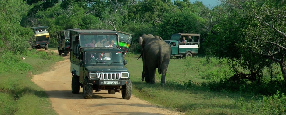 National Parks: Killing the wild side of tourism