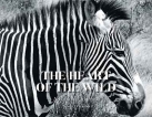 Launch of The Heart of the Wild