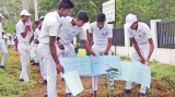 5,000 trees planted as UN celebrates Volunteers Day