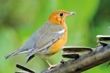 People urged to observe their garden birds and join the citizen science project