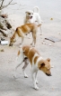 Dog lovers snarl at farm animal agency’s sterilisation role