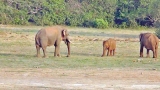 What caused lonely death of Kallaru tusker?