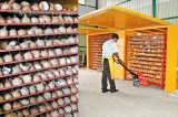 SL coconut growers  oppose coconut imports