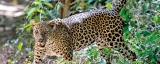 WNPS lecture: Leopards under the spotlight
