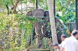 Bellanwila prelate dies from accident when feeding temple elephant