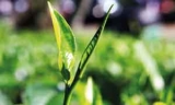Emergency moves to restore confidence in Ceylon Tea
