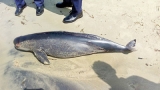 Porpoise completes Lanka’s full hand of cetacean wonders