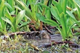 Vanishing wetlands