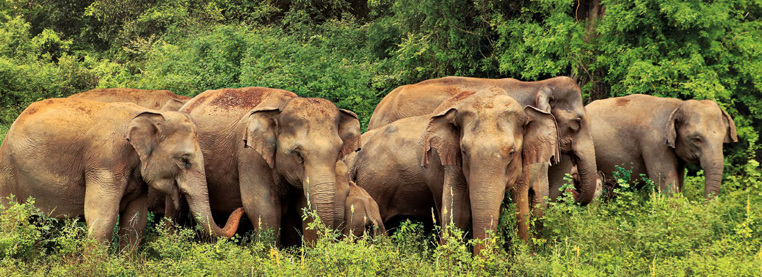 Elephant Conservation Project New plans for this year