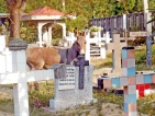 ‘Puttalam Booruwa’ on verge of extinction