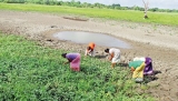 No joy from rains for coconut growers, suffering farmers in five districts