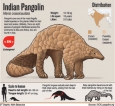 Why pangolin’s armour is  now its greatest weakness