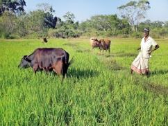 Farmers in the boiling pot