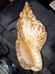SI  and PCs arrested for Rs. 20 million conch shell snatch