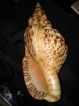 SI, PCs arrested for allegedly snatching conch shell