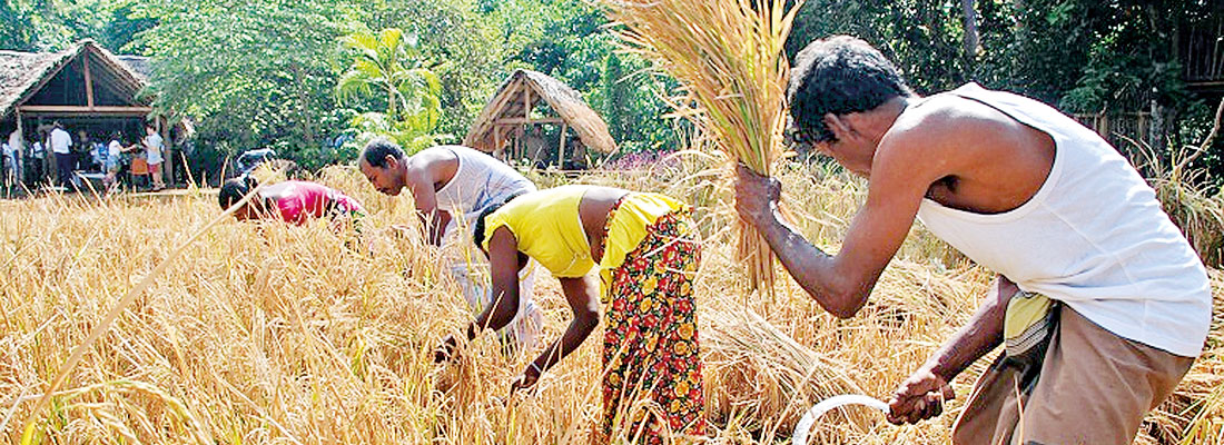 Anantara Peace Haven Tangalle celebrates its first rice harvest