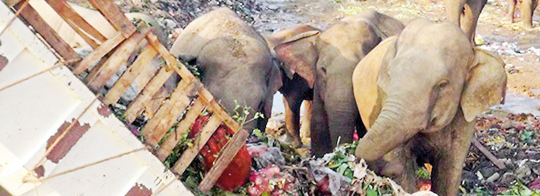 Veggies trashed and thrown to jumbos