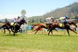 Thoroughbreds in action on March 17