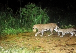 Prowling in tea country to save the leopard