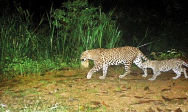 Prowling in tea country to save the leopard