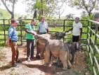 Three abandoned calves find a home