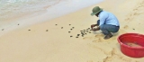 Turtle conservation in troubled sands