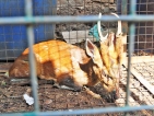 Drought drives deer to poachers’ trap