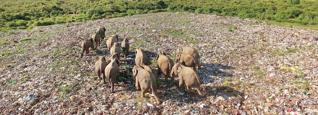 Deegavapi garbage dump — a graveyard for elephants