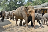FEO condemns rampant abuse  of  captive elephants and wildlife