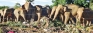 The sad fate of our majestic elephants