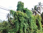 Aluthgama: Now an eyesore