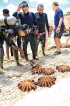 SL Navy bags Crown-of-Thorns starfish haul
