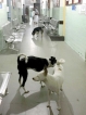 Stray-dog menace at Kalubowila Hospital